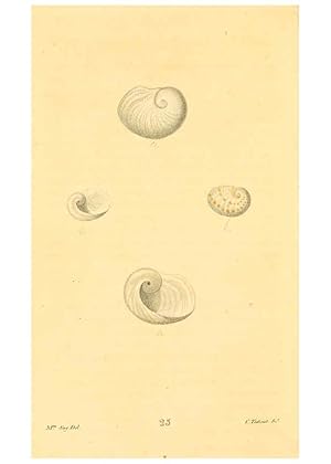 Imagen del vendedor de Reproduccin/Reproduction 6353123095: American conchology New Harmony, Ind. :Printed at the School Press,1830-[38?] a la venta por EL BOLETIN