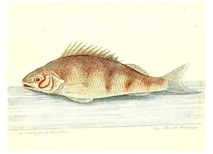 Imagen del vendedor de Reproduccin/Reproduction 6384082989: The history of esculent fish London :Printed for Edward Jeffrey [etc.],1794 a la venta por EL BOLETIN