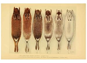 Imagen del vendedor de Reproduccin/Reproduction 6383349267: A history of British mammals. v.1. London :Gurney and Jackson,1910-1921 a la venta por EL BOLETIN