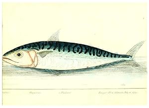 Imagen del vendedor de Reproduccin/Reproduction 6384081331: The history of esculent fish London :Printed for Edward Jeffrey [etc.],1794 a la venta por EL BOLETIN