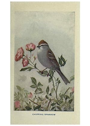 Seller image for Reproduccin/Reproduction 6312282826: The way to study birds New York,Putnam,1917 for sale by EL BOLETIN