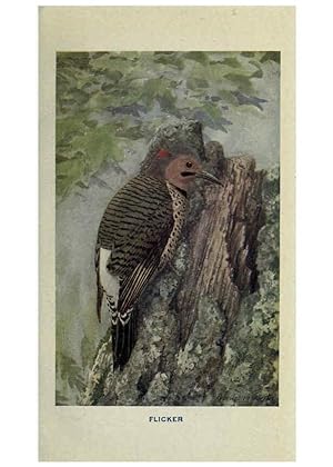 Seller image for Reproduccin/Reproduction 6312283280: The way to study birds New York,Putnam,1917 for sale by EL BOLETIN