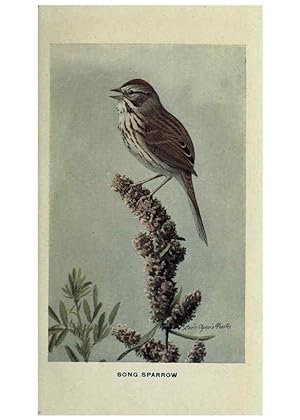 Seller image for Reproduccin/Reproduction 6311761695: The way to study birds New York,Putnam,1917 for sale by EL BOLETIN