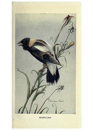 Seller image for Reproduccin/Reproduction 6311763071: The way to study birds New York,Putnam,1917 for sale by EL BOLETIN