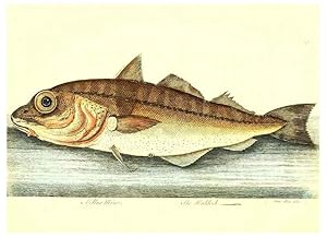 Imagen del vendedor de Reproduccin/Reproduction 6384080089: The history of esculent fish London :Printed for Edward Jeffrey [etc.],1794 a la venta por EL BOLETIN