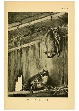 Imagen del vendedor de Reproduccin/Reproduction 6383352237: A history of British mammals. v.1. London :Gurney and Jackson,1910-1921 a la venta por EL BOLETIN