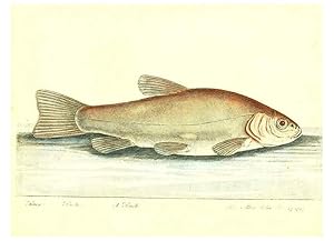 Imagen del vendedor de Reproduccin/Reproduction 6384085297: The history of esculent fish London :Printed for Edward Jeffrey [etc.],1794 a la venta por EL BOLETIN