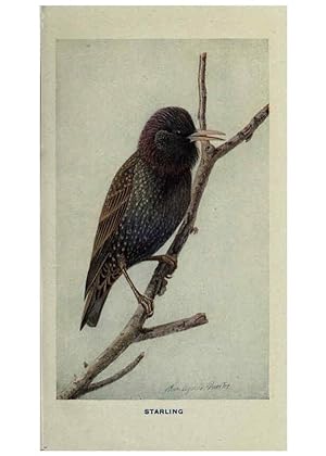 Seller image for Reproduccin/Reproduction 6311761897: The way to study birds New York,Putnam,1917 for sale by EL BOLETIN