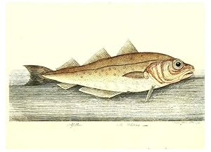 Imagen del vendedor de Reproduccin/Reproduction 6384086591: The history of esculent fish London :Printed for Edward Jeffrey [etc.],1794 a la venta por EL BOLETIN