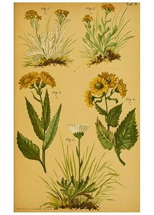 Imagen del vendedor de Reproduccin/Reproduction 6358101883: Taschenflora des Alpen-Wanderers Zrich :A. Raustein,[1899?] a la venta por EL BOLETIN