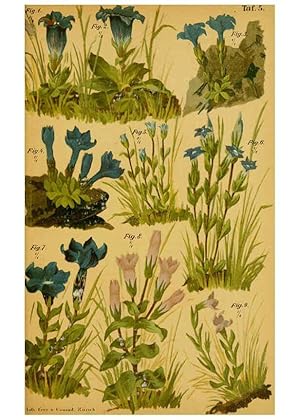 Imagen del vendedor de Reproduccin/Reproduction 6358100927: Taschenflora des Alpen-Wanderers Zrich :A. Raustein,[1899?] a la venta por EL BOLETIN