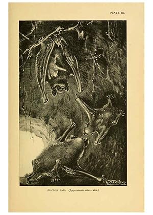 Imagen del vendedor de Reproduccin/Reproduction 6383347555: A history of British mammals. v.1. London :Gurney and Jackson,1910-1921 a la venta por EL BOLETIN