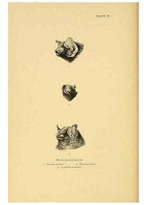 Imagen del vendedor de Reproduccin/Reproduction 6383347903: A history of British mammals. v.1. London :Gurney and Jackson,1910-1921 a la venta por EL BOLETIN