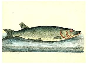 Imagen del vendedor de Reproduccin/Reproduction 6384083559: The history of esculent fish London :Printed for Edward Jeffrey [etc.],1794 a la venta por EL BOLETIN