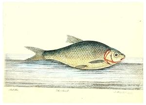 Imagen del vendedor de Reproduccin/Reproduction 6384084015: The history of esculent fish London :Printed for Edward Jeffrey [etc.],1794 a la venta por EL BOLETIN