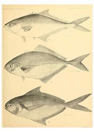 Seller image for Reproduccin/Reproduction 6353448665: The fishes of Panama Bay San Francisco,The Academy,1904 for sale by EL BOLETIN