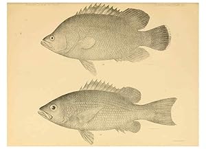 Seller image for Reproduccin/Reproduction 6353449175: The fishes of Panama Bay San Francisco,The Academy,1904 for sale by EL BOLETIN