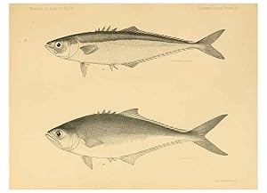 Seller image for Reproduccin/Reproduction 6353447985: The fishes of Panama Bay San Francisco,The Academy,1904 for sale by EL BOLETIN