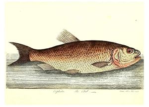 Imagen del vendedor de Reproduccin/Reproduction 6384078981: The history of esculent fish London :Printed for Edward Jeffrey [etc.],1794 a la venta por EL BOLETIN