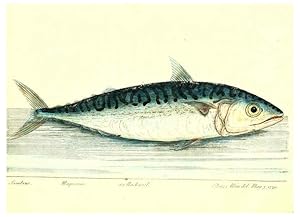 Imagen del vendedor de Reproduccin/Reproduction 6384080949: The history of esculent fish London :Printed for Edward Jeffrey [etc.],1794 a la venta por EL BOLETIN