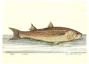 Imagen del vendedor de Reproduccin/Reproduction 6384081931: The history of esculent fish London :Printed for Edward Jeffrey [etc.],1794 a la venta por EL BOLETIN