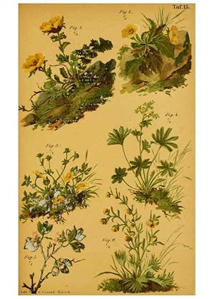 Imagen del vendedor de Reproduccin/Reproduction 6358103305: Taschenflora des Alpen-Wanderers Zrich :A. Raustein,[1899?] a la venta por EL BOLETIN