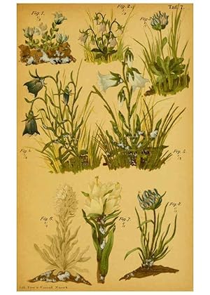 Imagen del vendedor de Reproduccin/Reproduction 6358101369: Taschenflora des Alpen-Wanderers Zrich :A. Raustein,[1899?] a la venta por EL BOLETIN