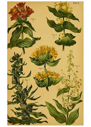 Imagen del vendedor de Reproduccin/Reproduction 6358100679: Taschenflora des Alpen-Wanderers Zrich :A. Raustein,[1899?] a la venta por EL BOLETIN