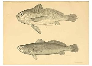 Seller image for Reproduccin/Reproduction 6353449847: The fishes of Panama Bay San Francisco,The Academy,1904 for sale by EL BOLETIN