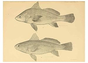 Seller image for Reproduccin/Reproduction 6353450853: The fishes of Panama Bay San Francisco,The Academy,1904 for sale by EL BOLETIN