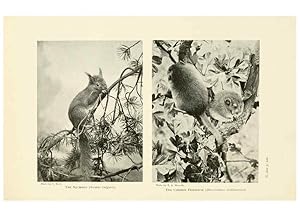 Image du vendeur pour Reproduccin/Reproduction 6358185951: British mammals.by Sir Harry Johnston. London,Hutchinson,1903 mis en vente par EL BOLETIN
