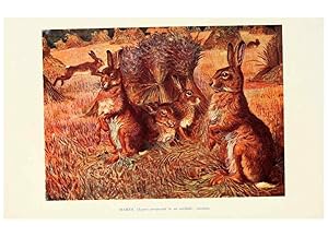 Image du vendeur pour Reproduccin/Reproduction 6358185395: British mammals.by Sir Harry Johnston. London,Hutchinson,1903 mis en vente par EL BOLETIN