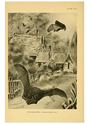 Imagen del vendedor de Reproduccin/Reproduction 6383350255: A history of British mammals. v.1. London :Gurney and Jackson,1910-1921 a la venta por EL BOLETIN