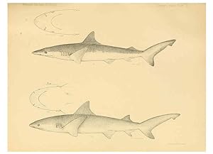 Seller image for Reproduccin/Reproduction 6353443859: The fishes of Panama Bay San Francisco,The Academy,1904 for sale by EL BOLETIN