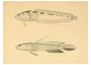 Seller image for Reproduccin/Reproduction 6353454843: The fishes of Panama Bay San Francisco,The Academy,1904 for sale by EL BOLETIN