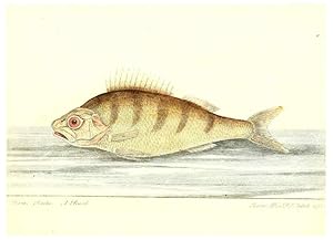Imagen del vendedor de Reproduccin/Reproduction 6384082399: The history of esculent fish London :Printed for Edward Jeffrey [etc.],1794 a la venta por EL BOLETIN