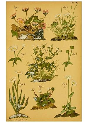 Imagen del vendedor de Reproduccin/Reproduction 6358102087: Taschenflora des Alpen-Wanderers Zrich :A. Raustein,[1899?] a la venta por EL BOLETIN