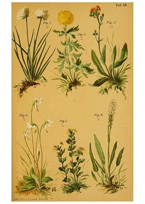 Imagen del vendedor de Reproduccin/Reproduction 6358104119: Taschenflora des Alpen-Wanderers Zrich :A. Raustein,[1899?] a la venta por EL BOLETIN