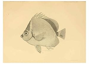 Seller image for Reproduccin/Reproduction 6353452657: The fishes of Panama Bay San Francisco,The Academy,1904 for sale by EL BOLETIN