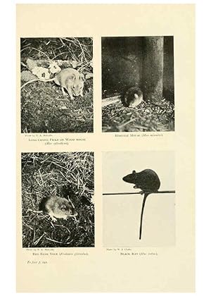 Image du vendeur pour Reproduccin/Reproduction 6358186541: British mammals.by Sir Harry Johnston. London,Hutchinson,1903 mis en vente par EL BOLETIN