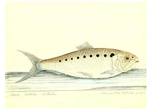 Imagen del vendedor de Reproduccin/Reproduction 6384084439: The history of esculent fish London :Printed for Edward Jeffrey [etc.],1794 a la venta por EL BOLETIN