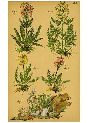 Imagen del vendedor de Reproduccin/Reproduction 6358101151: Taschenflora des Alpen-Wanderers Zrich :A. Raustein,[1899?] a la venta por EL BOLETIN