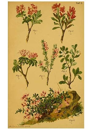 Imagen del vendedor de Reproduccin/Reproduction 6358099989: Taschenflora des Alpen-Wanderers Zrich :A. Raustein,[1899?] a la venta por EL BOLETIN