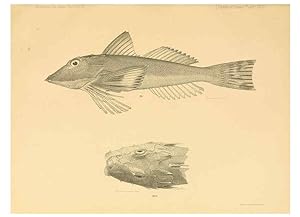 Seller image for Reproduccin/Reproduction 6353453841: The fishes of Panama Bay San Francisco,The Academy,1904 for sale by EL BOLETIN