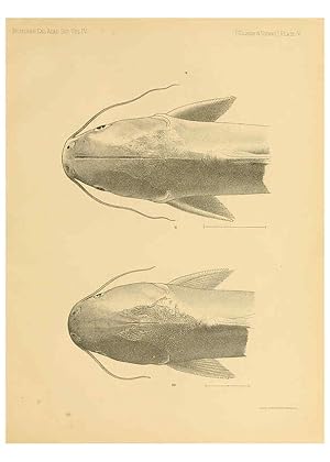 Seller image for Reproduccin/Reproduction 6353444937: The fishes of Panama Bay San Francisco,The Academy,1904 for sale by EL BOLETIN