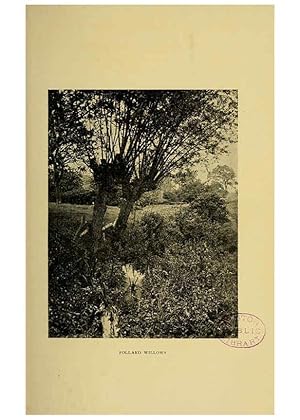 Image du vendeur pour Reproduccin/Reproduction 6376506395: Trees in nature, myth and art London :Methuen & Co.,1907 mis en vente par EL BOLETIN