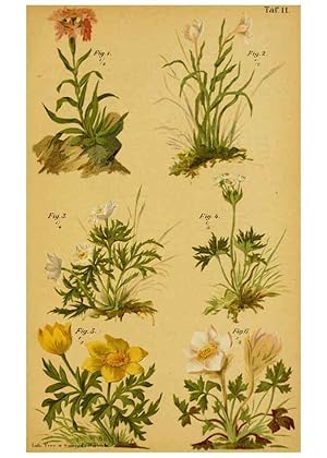 Imagen del vendedor de Reproduccin/Reproduction 6358102333: Taschenflora des Alpen-Wanderers Zrich :A. Raustein,[1899?] a la venta por EL BOLETIN