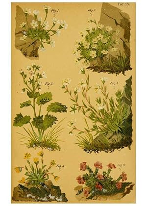 Imagen del vendedor de Reproduccin/Reproduction 6358102835: Taschenflora des Alpen-Wanderers Zrich :A. Raustein,[1899?] a la venta por EL BOLETIN