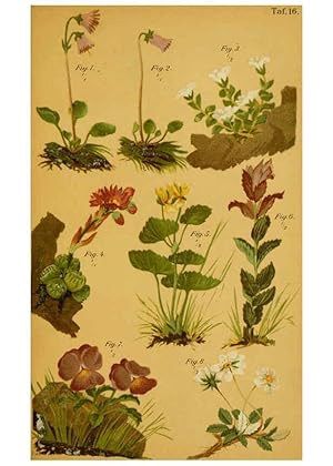 Imagen del vendedor de Reproduccin/Reproduction 6358103711: Taschenflora des Alpen-Wanderers Zrich :A. Raustein,[1899?] a la venta por EL BOLETIN