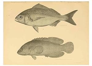 Seller image for Reproduccin/Reproduction 6353449503: The fishes of Panama Bay San Francisco,The Academy,1904 for sale by EL BOLETIN